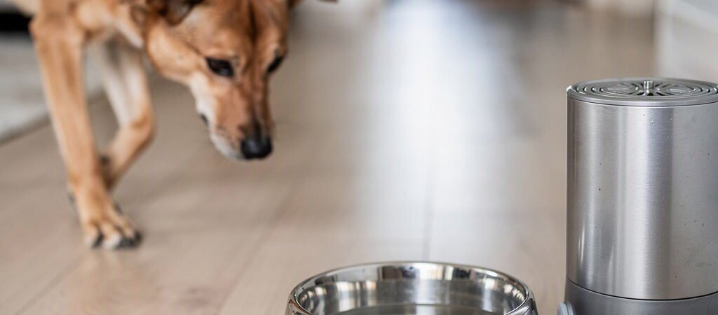 Como observar se o cão se aproxima da fonte de água sem monitorar toda a casa